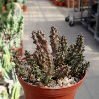 Stapelianthus decaryi