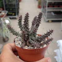 Stapelianthus decaryi