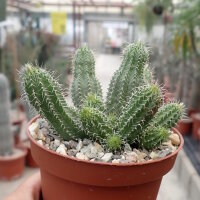 Tavaresia barklyi