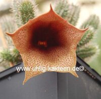 Tavaresia barklyi