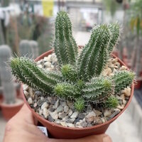 Tavaresia barklyi