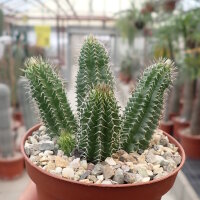 Tavaresia barklyi