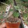 Dioscorea elephantipes