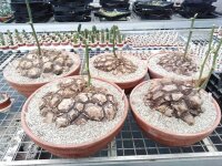 Dioscorea mexicana syn. Macrostachya XL