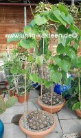 Dioscorea mexicana syn. Macrostachya XL