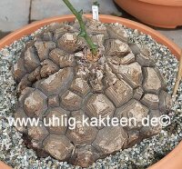 Dioscorea mexicana syn. Macrostachya XL