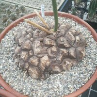 Dioscorea mexicana syn. Macrostachya XL