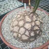 Dioscorea mexicana syn. Macrostachya XL