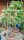 Dioscorea mexicana syn. Macrostachya XL