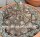 Dioscorea mexicana syn. Macrostachya XL