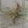 Tillandsia spec.