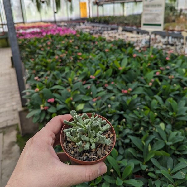 Titanopsis primosii