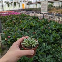 Titanopsis primosii