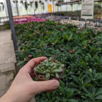 Titanopsis primosii