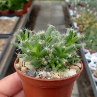 Trichodiadema densum