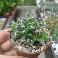 Trichodiadema densum