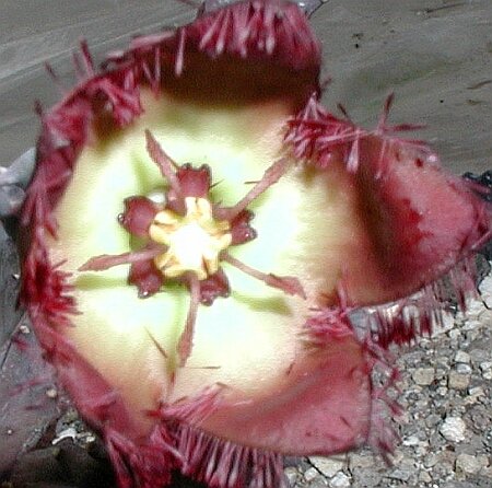 Tromotriche revoluta