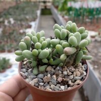 Tylecodon schaeferianus