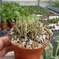 Tylecodon schaeferianus