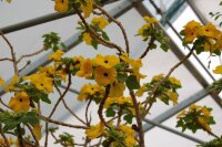 Uncarina grandidieri