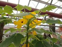 Uncarina grandidieri