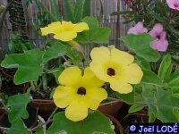 Uncarina grandidieri
