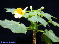Uncarina grandidieri