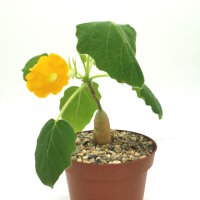 Uncarina roeoesliana