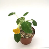 Uncarina roeoesliana