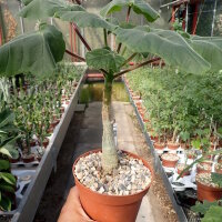Uncarina roeoesliana