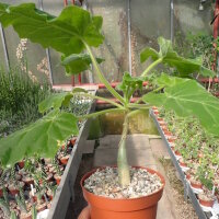 Uncarina roeoesliana
