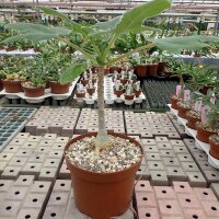 Uncarina roeoesliana