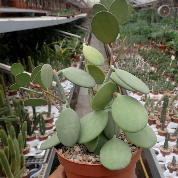 Xerosicyos danguyi