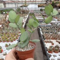 Xerosicyos danguyi