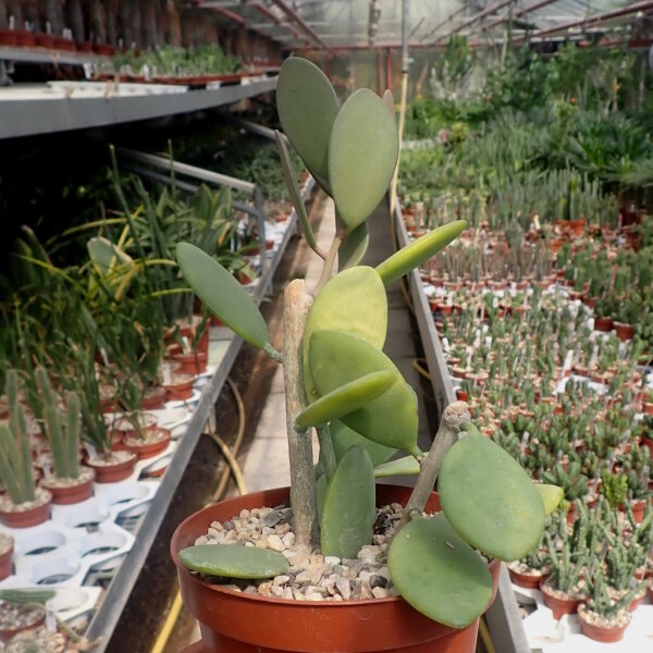 Xerosicyos perrieri