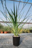 Yucca aloifolia nur in milden Gebieten dw, bis -15...