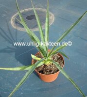 Yucca aloifolia nur in milden Gebieten dw, bis -15...