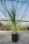 Yucca aloifolia nur in milden Gebieten dw, bis -15 °C(dw)