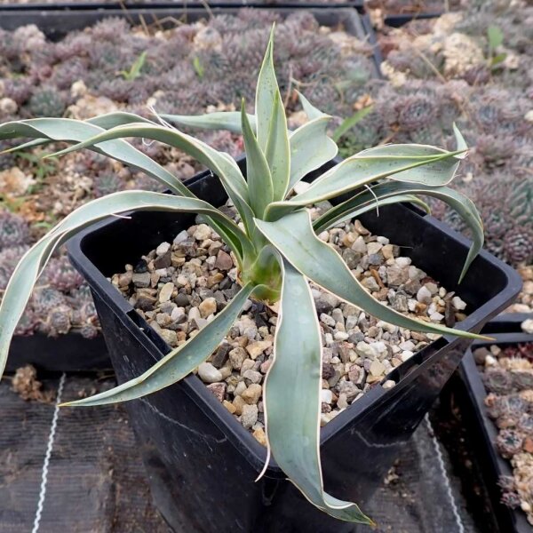 Yucca angustissima v. avia LZ 2038  (dw)