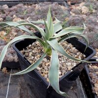 Yucca angustissima v. avia LZ 2038  (dw)