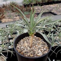 Yucca angustissima v. avia LZ 2038  (dw)