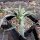 Yucca angustissima v. avia LZ 2038  (dw)