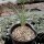 Yucca angustissima v. avia LZ 2038  (dw)
