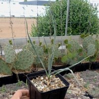 Yucca elata (dw)