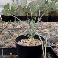 Yucca elata (dw)