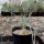 Yucca elata (dw)