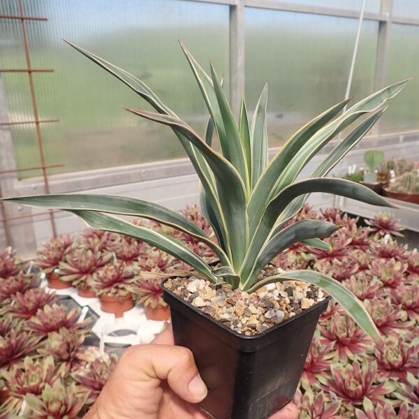 Yucca filamentosa cv. Bright Edge (dw)