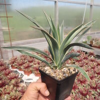 Yucca filamentosa cv. Bright Edge (dw)