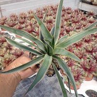 Yucca filamentosa cv. Bright Edge (dw)