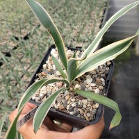 Yucca filamentosa cv. Bright Edge (dw)